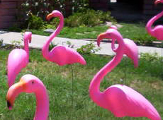 Plastic Pink Birthday Flamingos on lawn